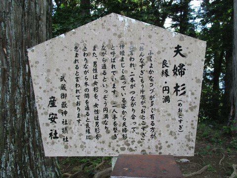 50夫婦杉4