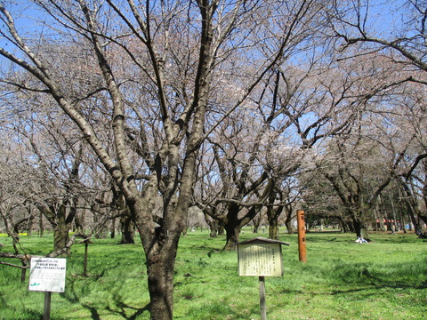 143桜の園開花前