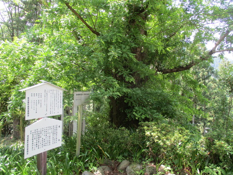 113槐木6