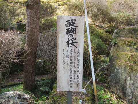 122醍醐の桜2