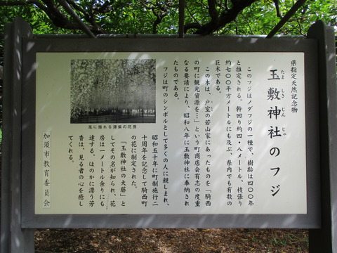 98-1玉敷公園8-1
