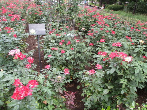32バラ園5