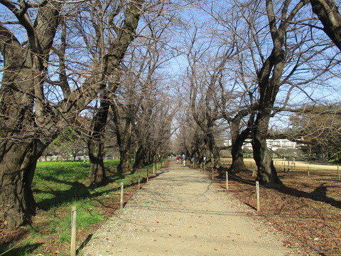 14桜並木7