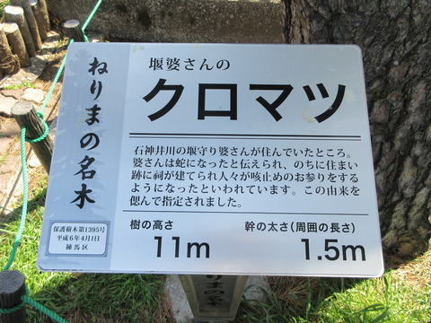 70クロマツ2