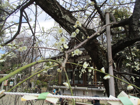 48鳩森八幡神社7