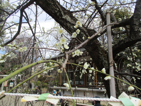 48鳩森八幡神社７