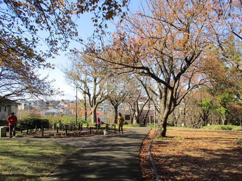 104菊名桜山公園6