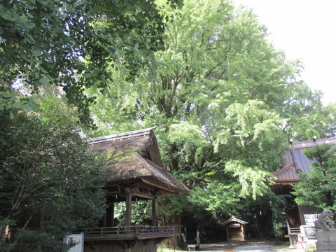 153大木