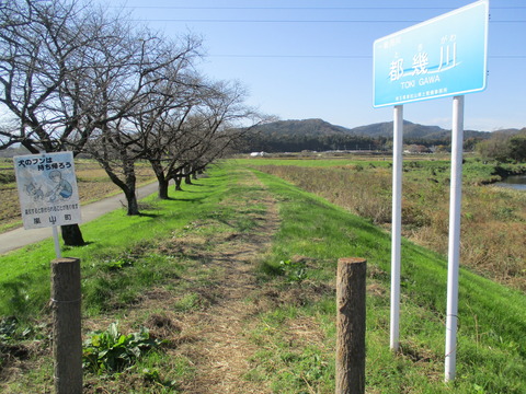 83桜堤1
