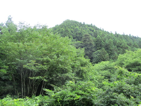 23山の中1