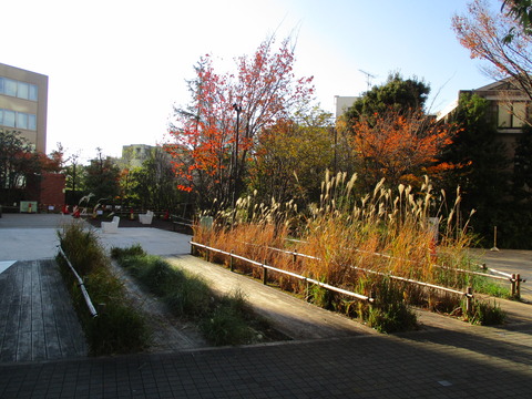 73-1原宿一丁目公園