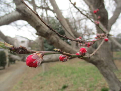 37桜5