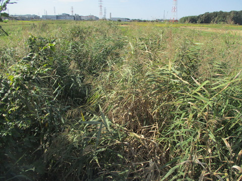 231綾瀬川右