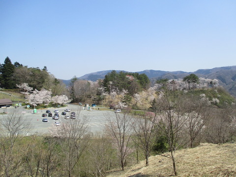 134通り抜けの桜７