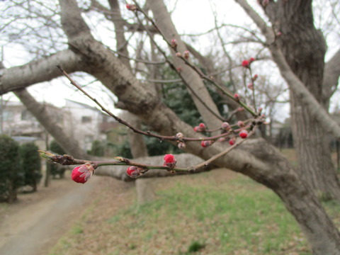 36桜4