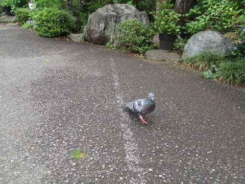 160専光寺12