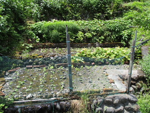 151境の清泉4