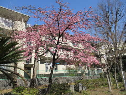 106河津桜