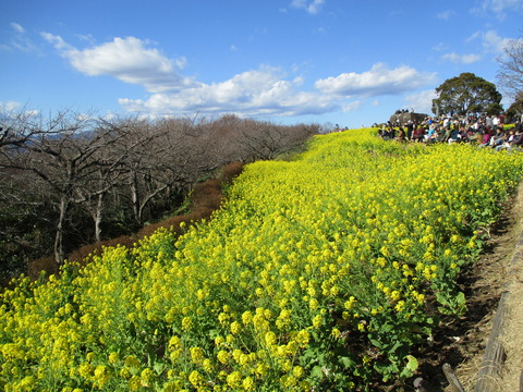 210吾妻山公園4