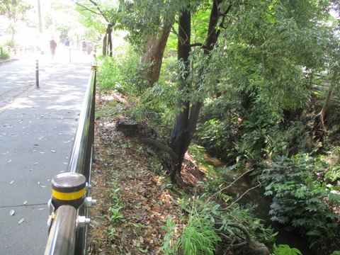 65玉川上水沿い