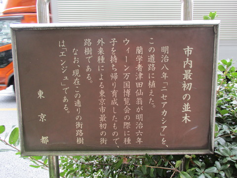27市内最初の並木2