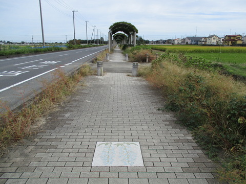 211ふじとあじさいの道5