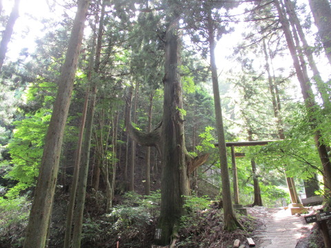 229天狗の腰掛杉7