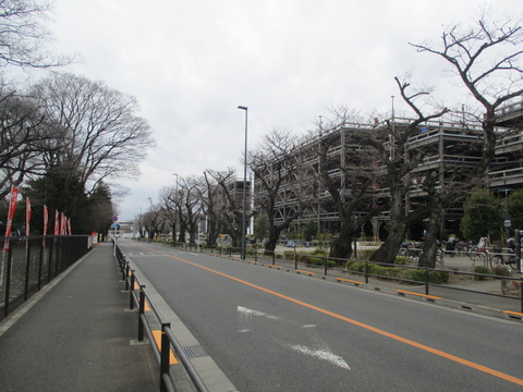 63ららぽーと裏桜並木1