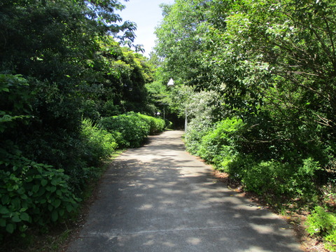 41夢の島緑道公園４