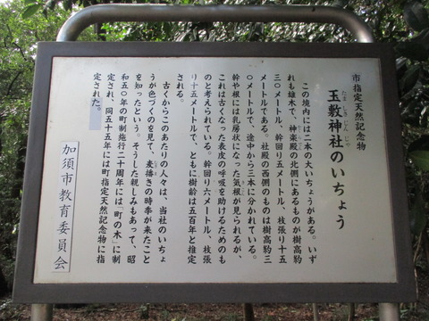 158いちょう1