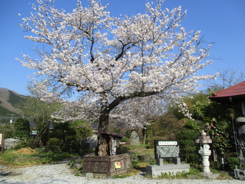 45真性寺7