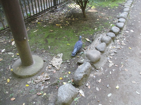 10武蔵関公園8