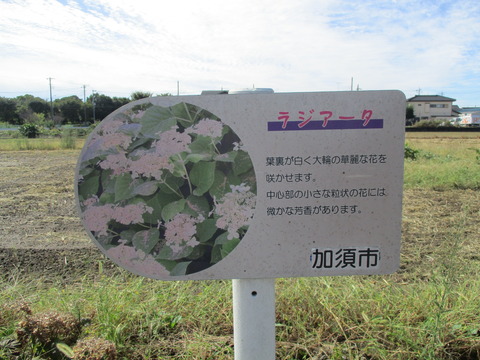 34あじさい1