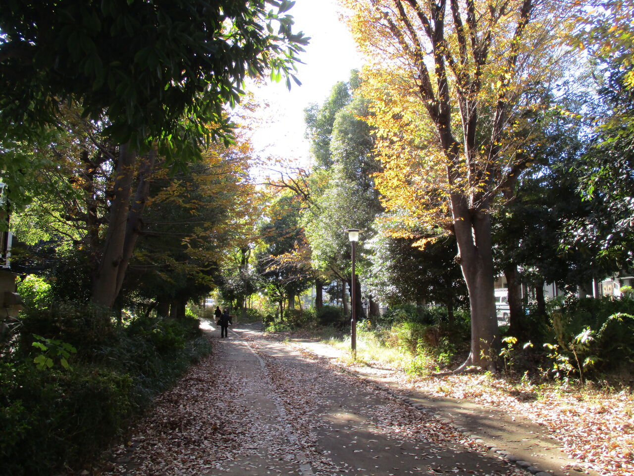 駅からハイキングに行ってきました♪ : ~晩秋の緑道を巡る~都会の自然に触れながら異国と歴史を感じる散歩道(渋谷区)