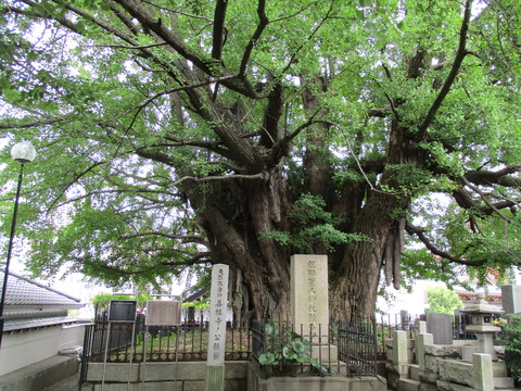 105善福寺１６