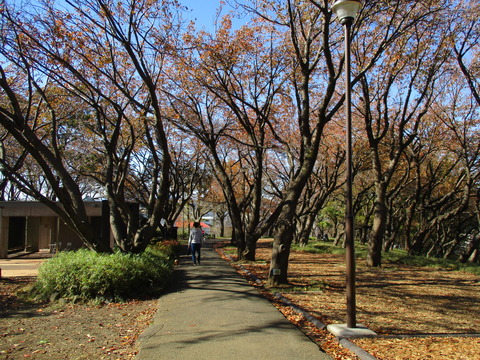 103菊名桜山公園5