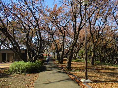 103菊名桜山公園５