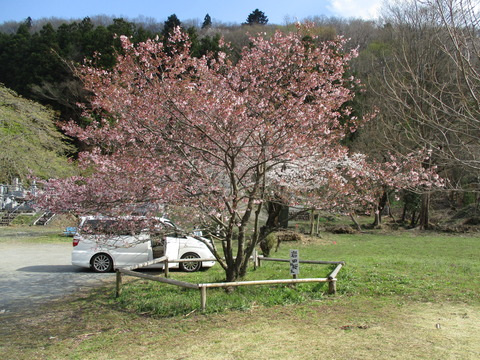 193岩田桜