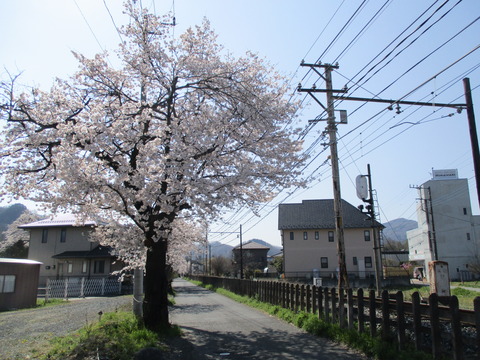 81南桜通り５