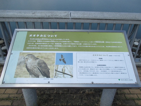 52多摩湖10