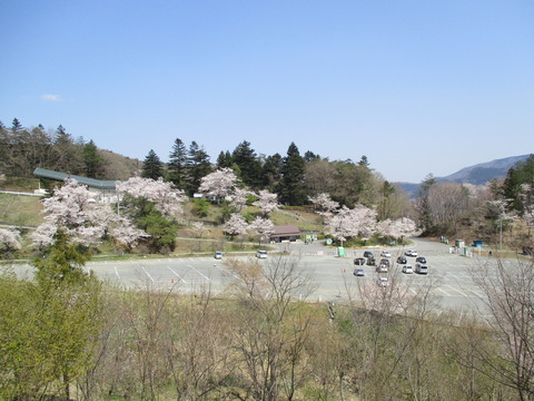 133通り抜けの桜6