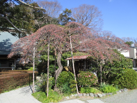 133梅の木