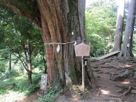 40安産杉1
