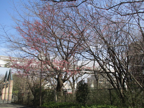157立川市柏五公園1