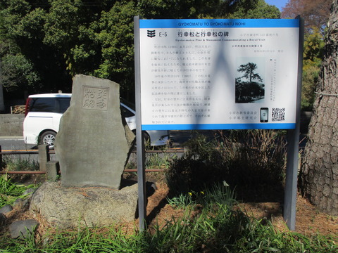 151行幸の松2