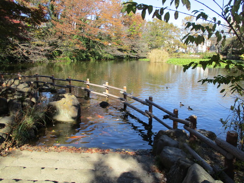 61菊名池公園5