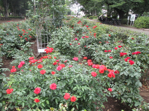 29バラ園2