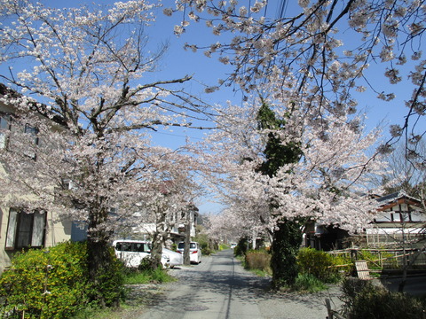 87南桜通り11