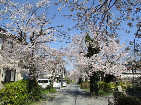 87南桜通り１１