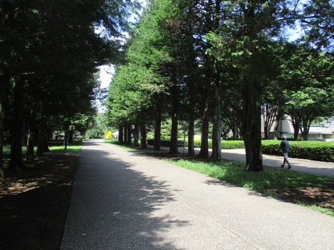 15砧公園9